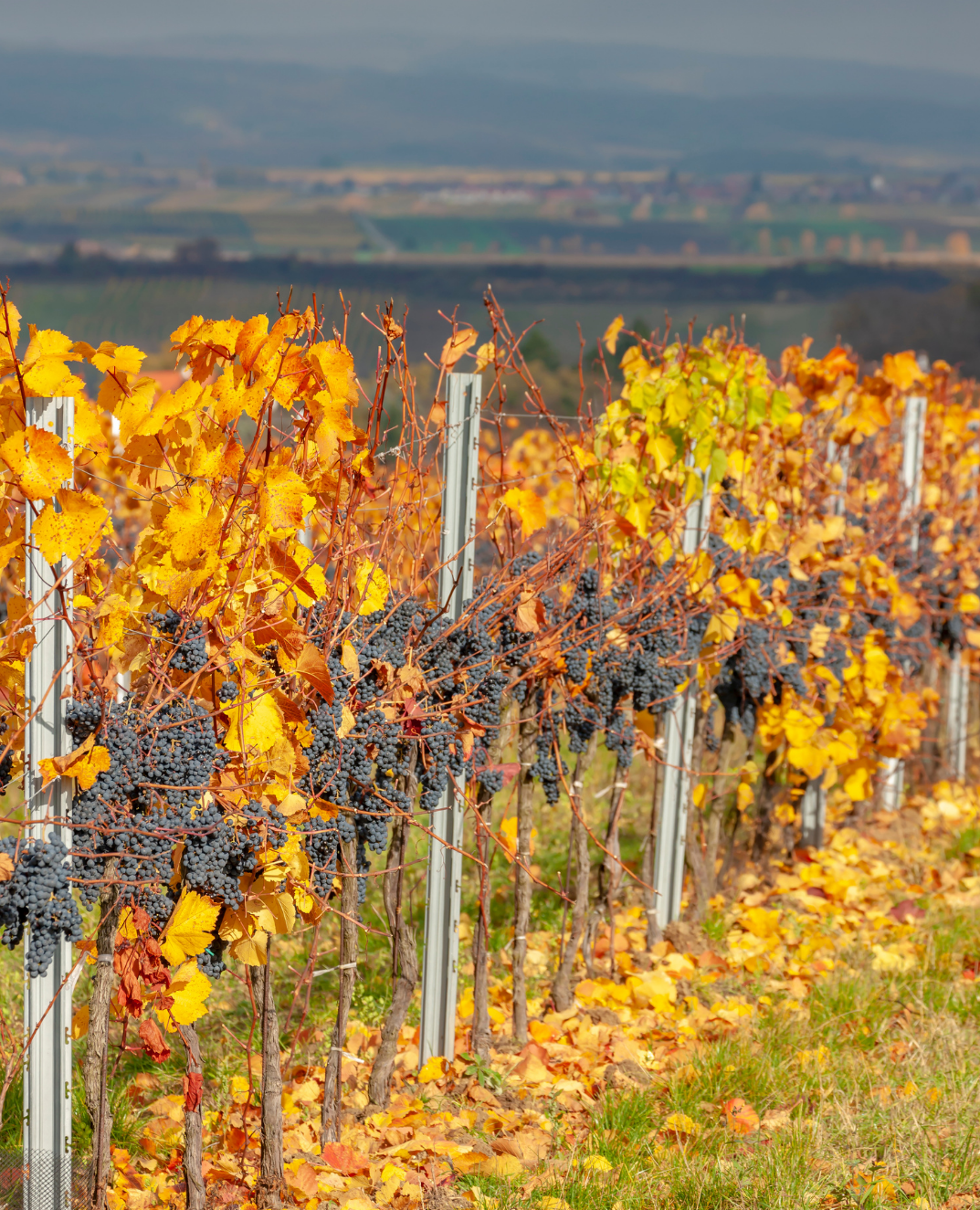 Vinification